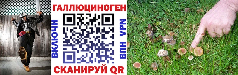 даркнет сайт  Бердск  Псилоцибиновые грибы MAGIC MUSHROOMS 